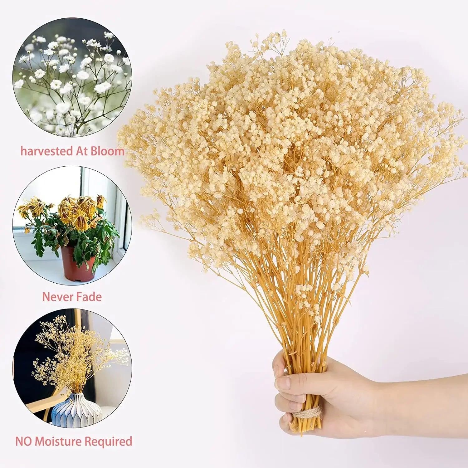 Natural Fluffy Dried Flower Pampas Grass Bouquet - Vintage & Trendy